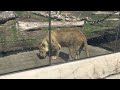 Looking At A Lion At The Detroit Zoo