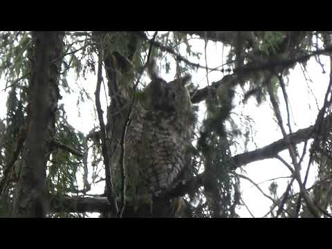 Asio abyssinicus Abyssinian Owl Ethiopia