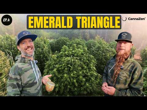 XXL Outdoor Monster Plants in California - Emerald Triangle