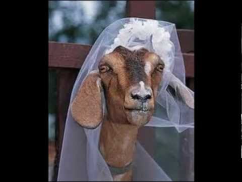 tragila  by gigi  constantine cullen