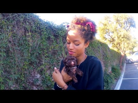 download lagu mp3 mp4 Maltipoo Breeders, download lagu Maltipoo Breeders gratis, unduh video klip Maltipoo Breeders