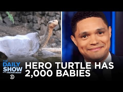 トータスのディエゴが2,000匹以上の赤ちゃん亀の繁殖に貢献した後、引退する｜デイリーショー (Diego the Tortoise Retires After Helping to Reproduce 2,000+ Baby Tortoises | The Daily Show)