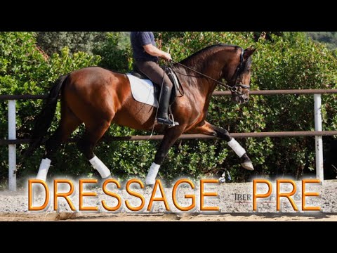 DRESSAGE EXPRESSIVE ANDALUSIAN HORSE - 165 cm - BORN 2014