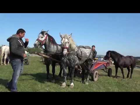 Caii lui Ion de la Crasna, Salaj 2017