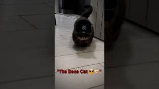 Top 5 ☠️🥷Animal Video Viral Ai       1,2,3,4 Or 5  !?!      #cat #ai #dog #trending