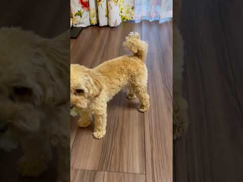 経営学科 すみっコぐらしを追いかけるトイプードル11ヶ月　 #toypoodle　#トイプードル　#子犬