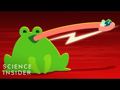Why Frog Tongues Are Amazing