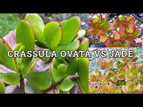 Crassula ovata vs Jade plant