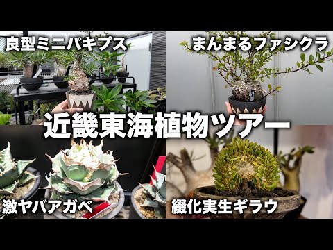 インドアホップ 植物