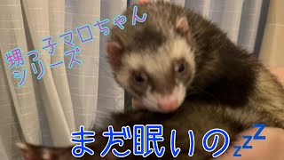 【北欧Vlog】可愛いフェレットねむねむ甥っ子マロちゃん