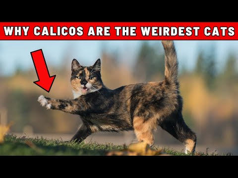 Grey Calico