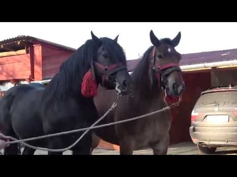 Caii lui Cosmin de la Tigmandru, Mures - 2020 Nou!!!