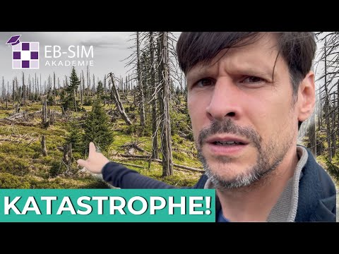 Die Katastrophe im Harz - Waldsterben, Borkenkäfer und der Klimawandel