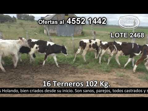Lote 16 Terneros 16 HO 102kg -  en Monzón - R57 km 8  a 8 km de Cardona