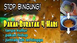 Download lagu Do Not Be Confused ! What To Feed Baby Betta Fry | Free Alternative Food mp3 Download lagu Do Not Be Confused ! What To Feed Baby Betta Fry | Free Alternative Food mp3