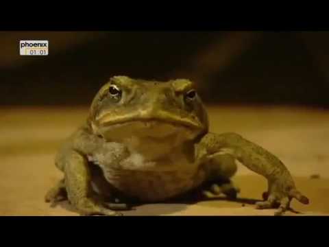 Australien _ Der giftige Kontinent _ Steffens entdeckt _ VOLL Tiere DOKU deutsch