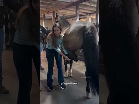 Mulher Bondosa Ajudou o Cavalo Fofo 🐴❤️