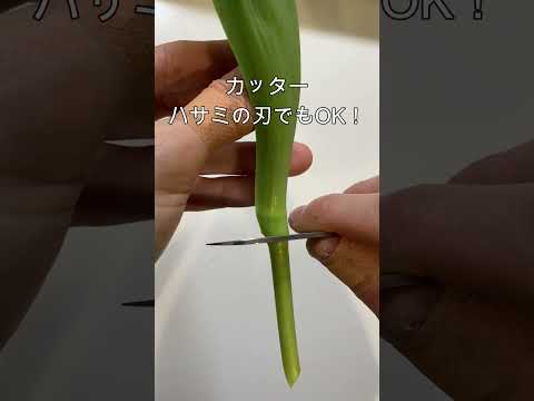 オウムのチューリップ 植物