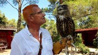 preview picture of video 'Fast food: Owl eating a small chicken, Raptor Rescue Croatia (Sokolarski Raptor Centre)'