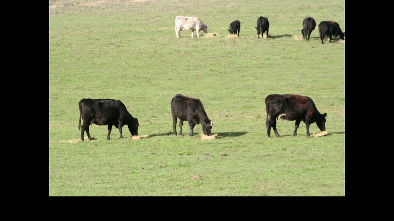 Pasture Assessment - Worksheet 4