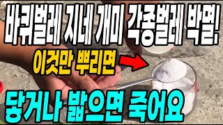 바퀴벌레 지네 개미 각종벌레 싹다 박멸! 벌레많은곳에 뿌리면 닿거나 밟으면 바로 사망! 초강력 살충제