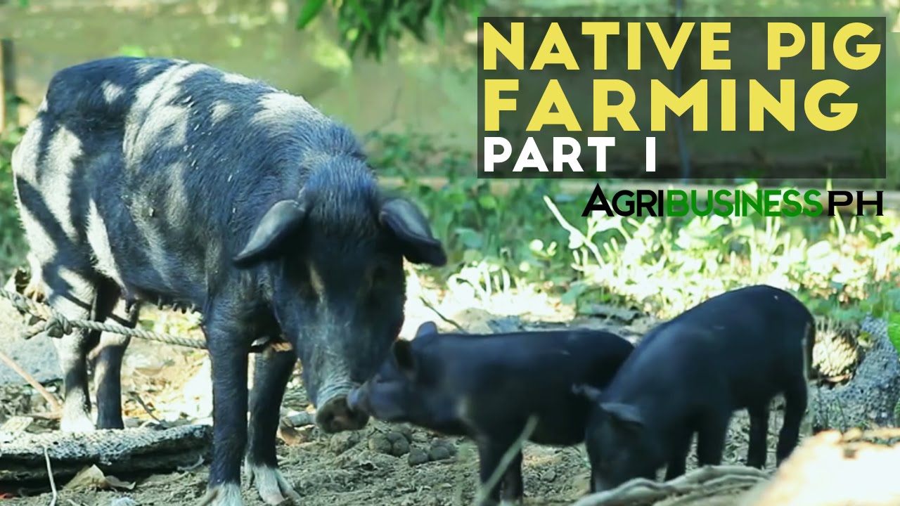 Native Pig Farming Part 1 : Native Pigs in the Philippines | Agribusiness Philippines