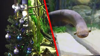 Electric Eel&#39;s Shocks Light Up Aquarium&#39;s Christmas Tree