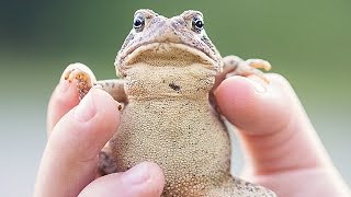 Toads Don't Give You Warts -- Thought Glass #11