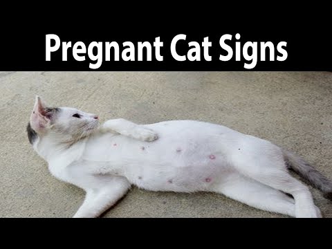 How to spot the early signs of cat pregnancy
