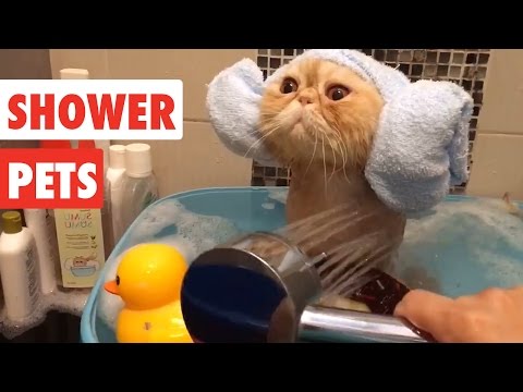 Shower Pets | Funny Pet Video Compilation 2017