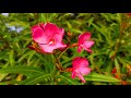 4k 4k Flowers 4k Ultra Hd 4k Realistic 4k Quad Hd