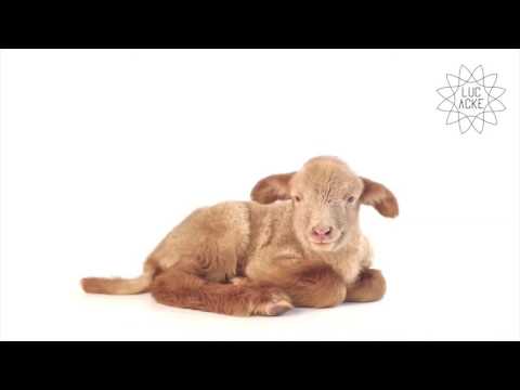 Lokah Samastah Sukhino Bhavantu - Luc Acke