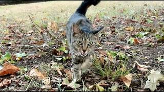 独り占めして甘えたい気分になってるかわいい猫ニャッツ