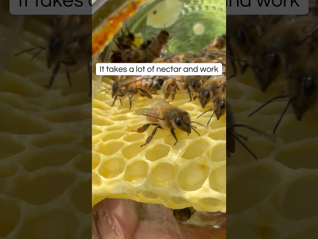 Vídeo relacionado con Beekeeper Apiary Honeycomb Hive Mind Activated PopSockets PopGrip Adhesivo