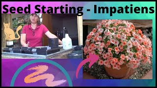 How to Grow  Impatiens from Seed Indoors