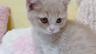 ブリティッシュショートヘアの動画01