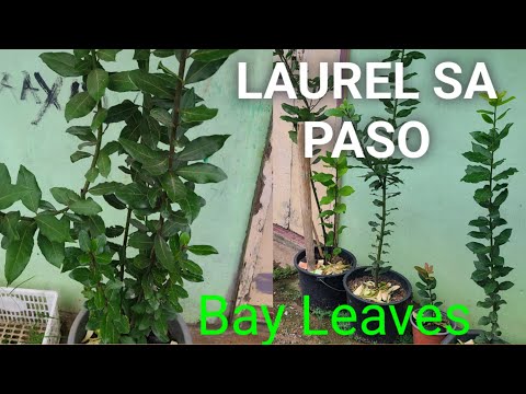 Bay Leaves or LaurelMadaling Paraan ng Pag aalaga ng Laurel|Dahon ng Laurel|Bay Leaves sa Paso