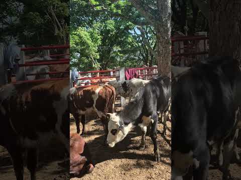 FERIA GANADERA ARBELÁEZ CUNDINAMARCA