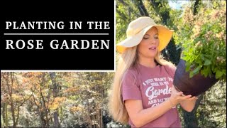 Planting NEW Fall Perennials In The Rose Garden