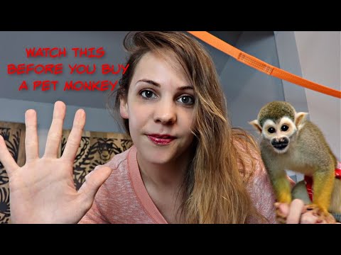 image-How long does a pet monkey live?