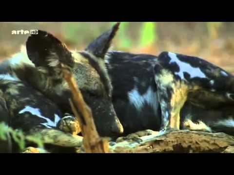 Une Vie de Chien DOCUMENTAIRE