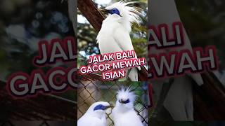 Download lagu jalak bali gacor, #jalak bali gacor isian, #jalak bali gacor full isian, #jalak bali gacor dor, mp3 Download lagu jalak bali gacor, #jalak bali gacor isian, #jalak bali gacor full isian, #jalak bali gacor dor, mp3