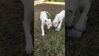 Video preview image #3 Dogo Argentino Puppy For Sale in SAN ANTONIO, TX, USA