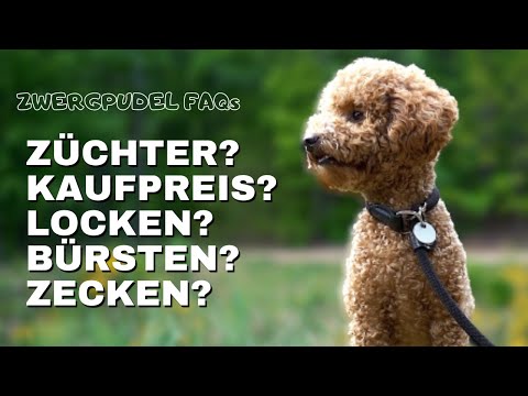 Zehn SEHR häufig gestellte Fragen an Zwergpudel Besitzer (Moki) - Vorsicht bei Frage SIEBEN