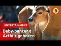 Babygeluk in de Beekse Bergen | Omroep Brabant