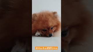 おネムネムぽぽちゃん