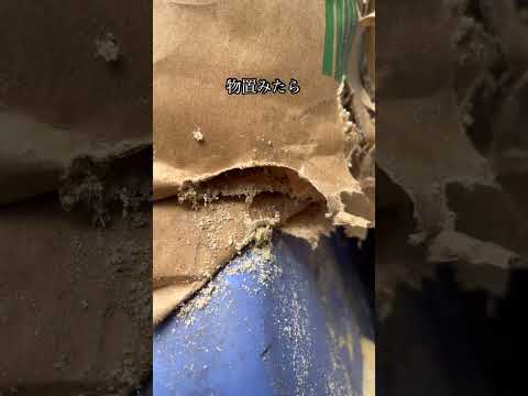 jardnières-basses-métalliques-forme-carrée-jardin-contemporain