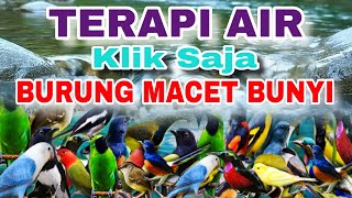 Download lagu KLIK SAJA..KHUSUS UNTUK BURUNG MACET BUNYI , TERAPI AIR UNTUK SEMUA JENIS BURUNG MACET BUNYI  mp3