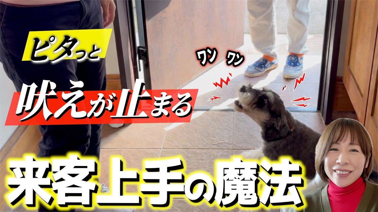 【ギャン吠え】来客でピタっと吠えなくなる"空間リセット"の魔法☆