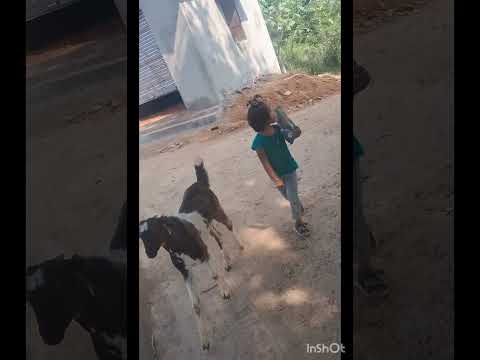 Noshi playing with her 🐑 and 🐐